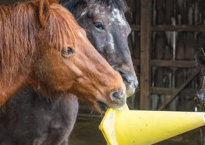 Horses playing