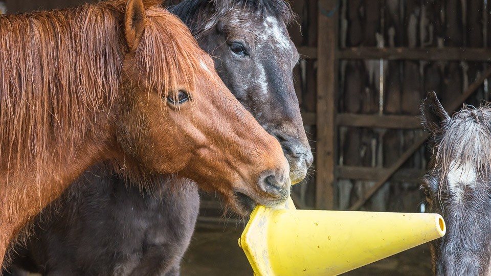 Horses playing