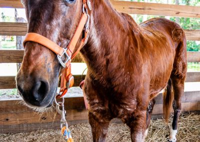 Older horse care