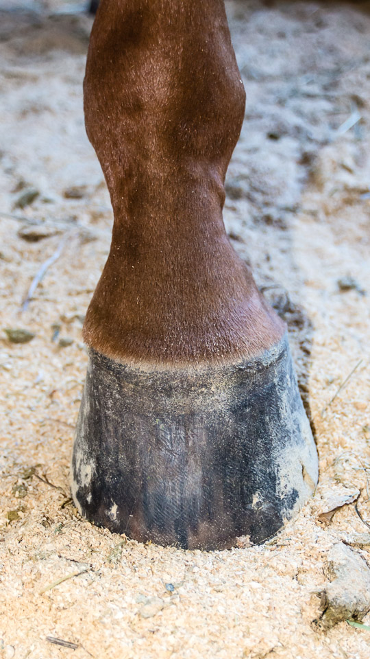 Horse Musculoskeletal Diseases – Splints – The Horse's Advocate